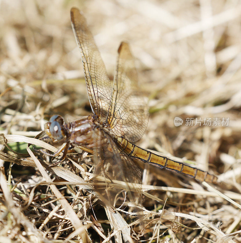 龙骨Skimmer (Orthetrum coerulescens)雌性